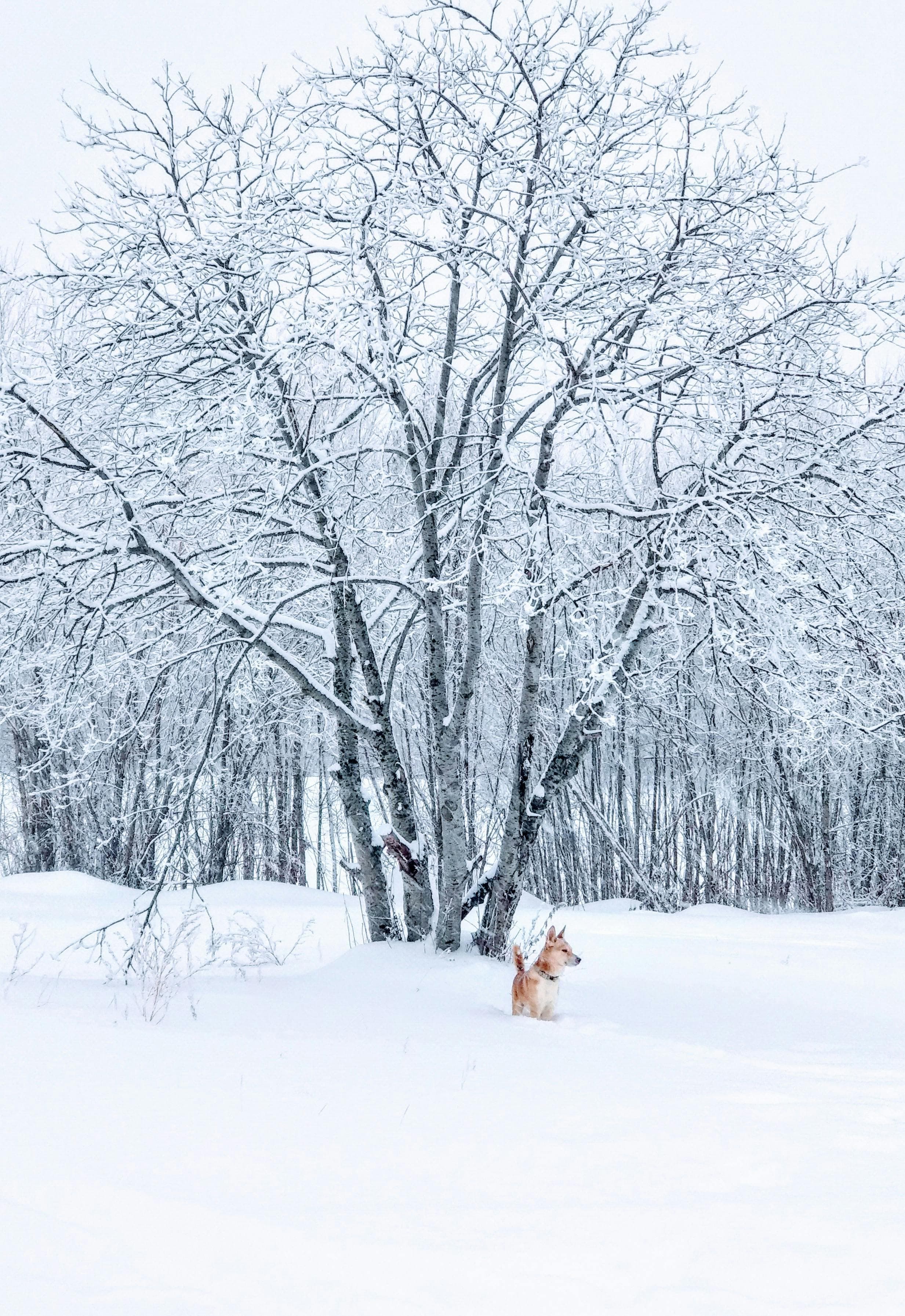 The Ultimate Resource for Canadian Pet Parents