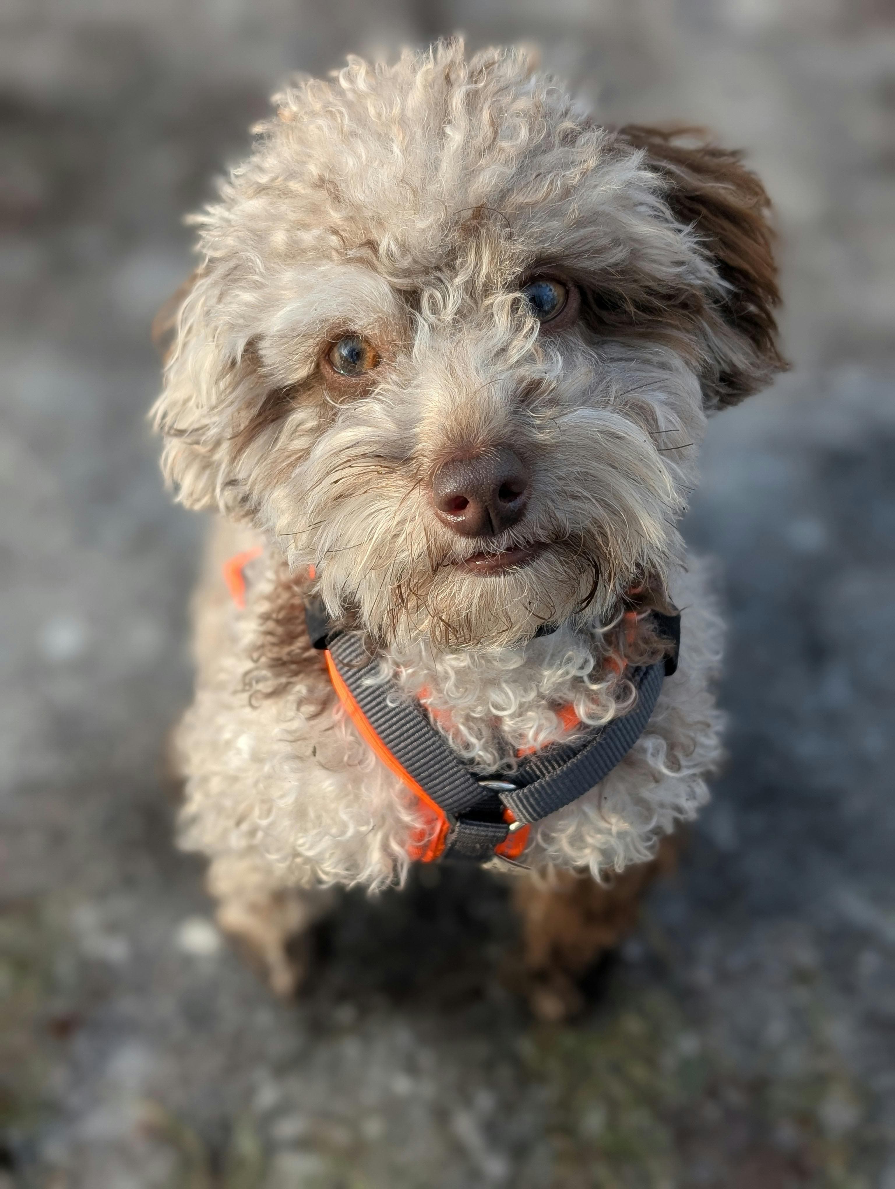 10 Things Only Aussiedoodle Owners Understand