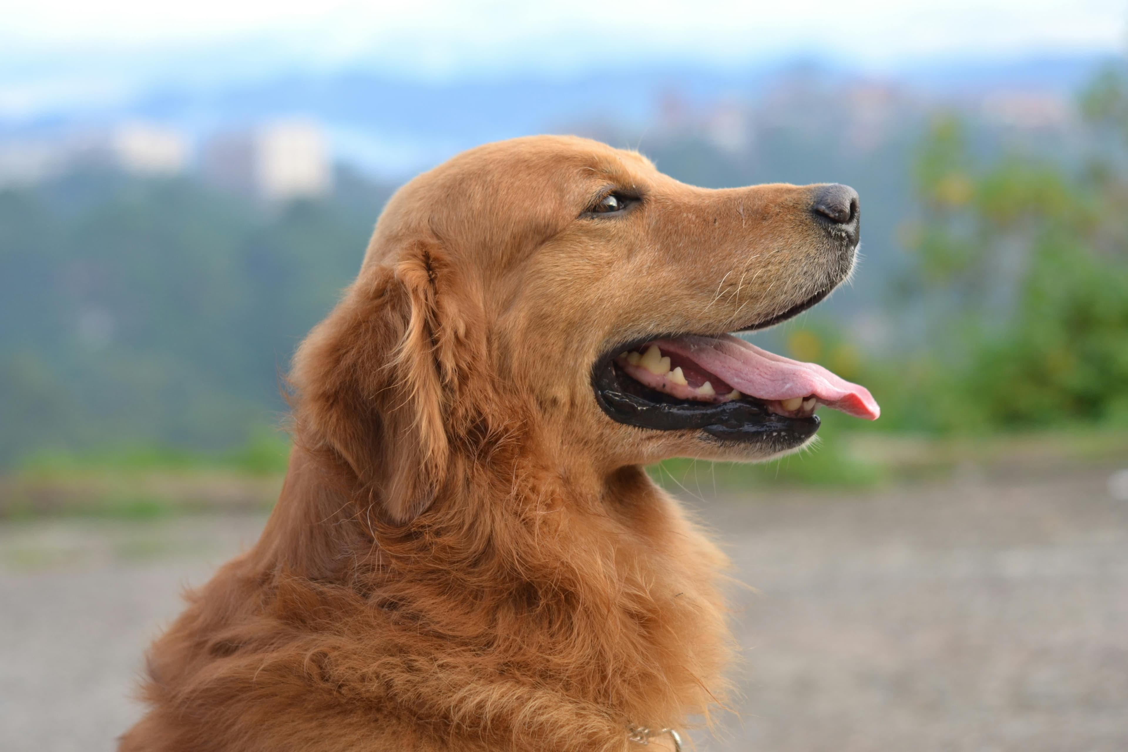 Medical Miracles: Can Dogs Really Smell Cancer?