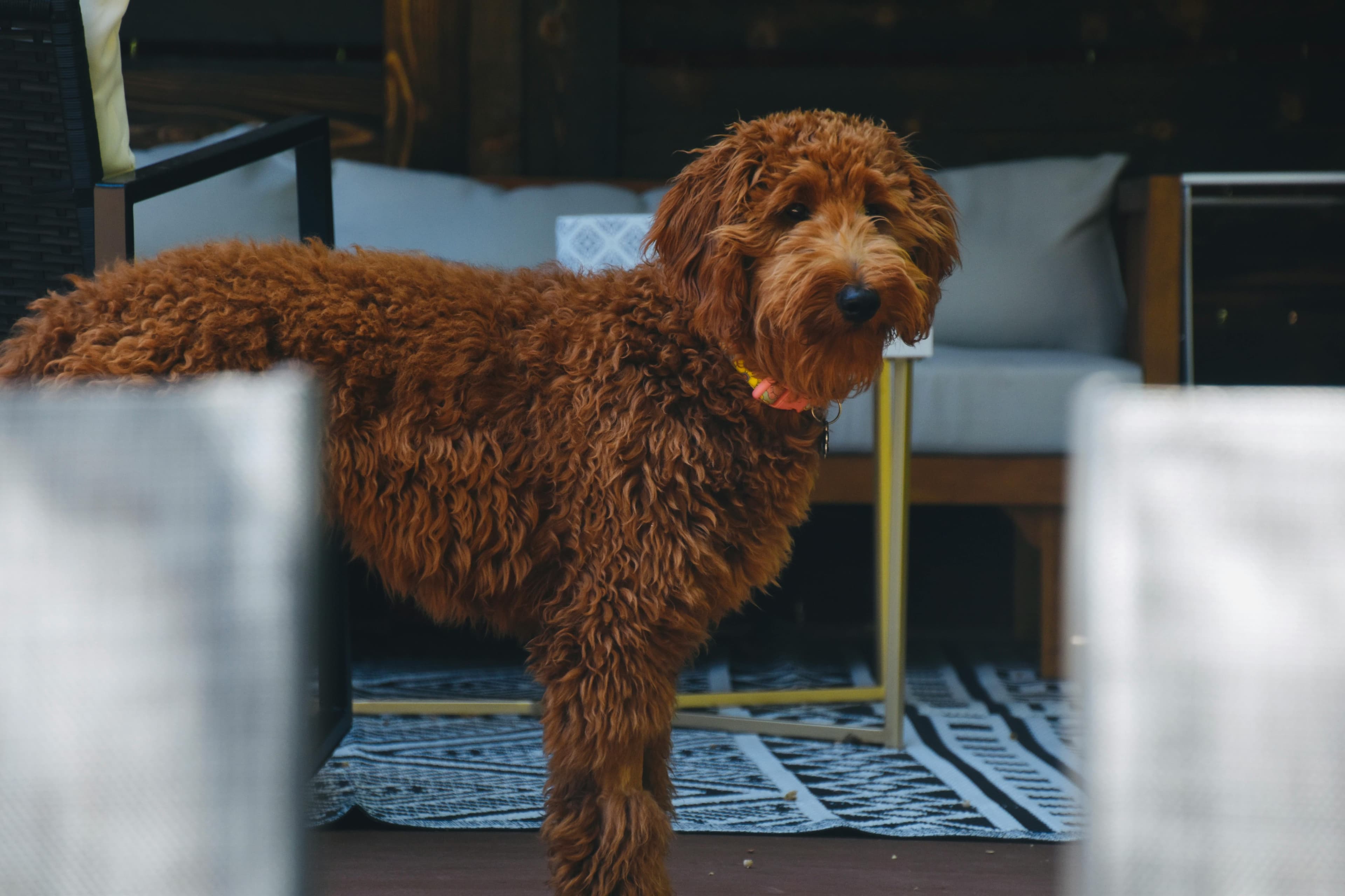 The Most Popular Goldendoodle Names